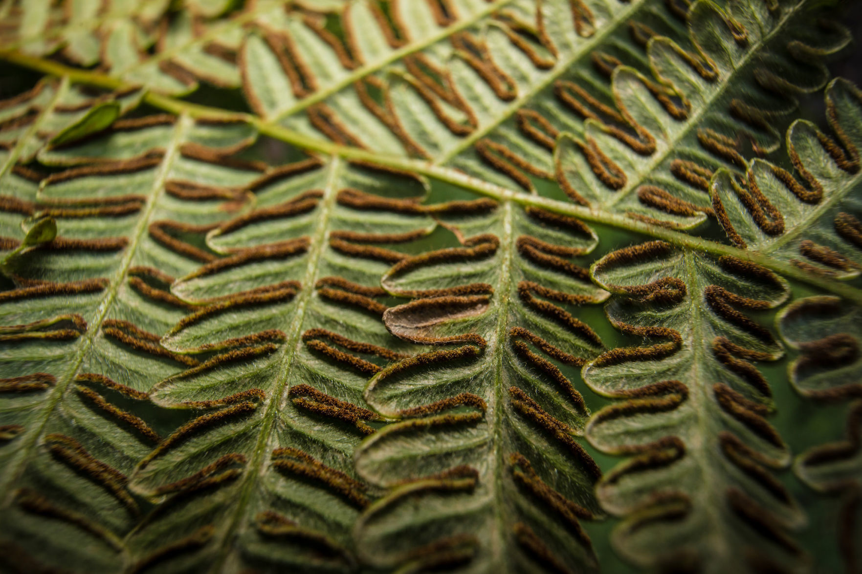 Underside of a Bracken Fern (Pteridium aquilinum)